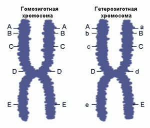 homozygota-heterozygota