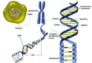 kletka-hromosoma-gen-DNK (ru)
